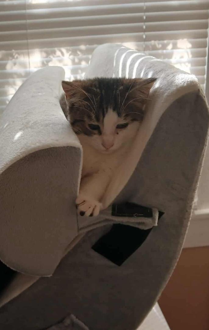 Socks, Adoptable, Kitten Female Domestic Short Hair & Tabby.