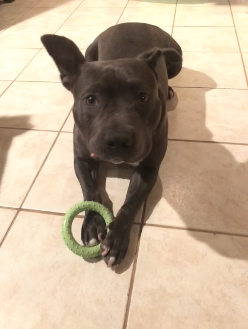 Enlarge Rufus, a Adoptable American Staffordshire Terrier in Rochester, NY image 2/5