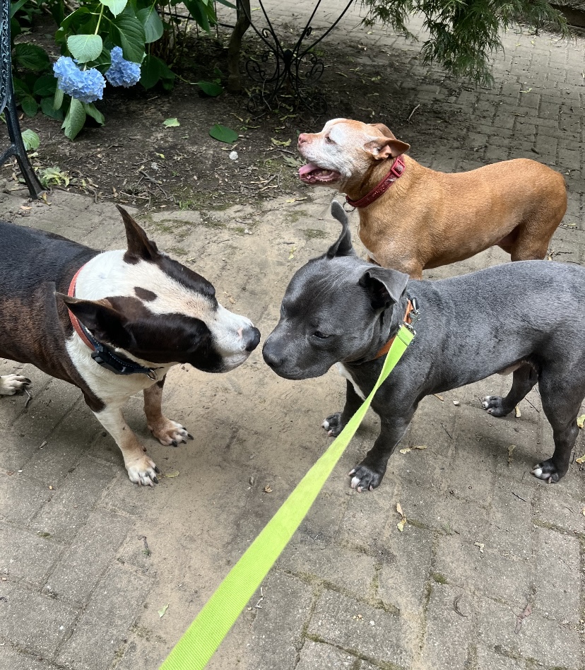 Enlarge Rufus, a Adoptable American Staffordshire Terrier in Rochester, NY image 4/5