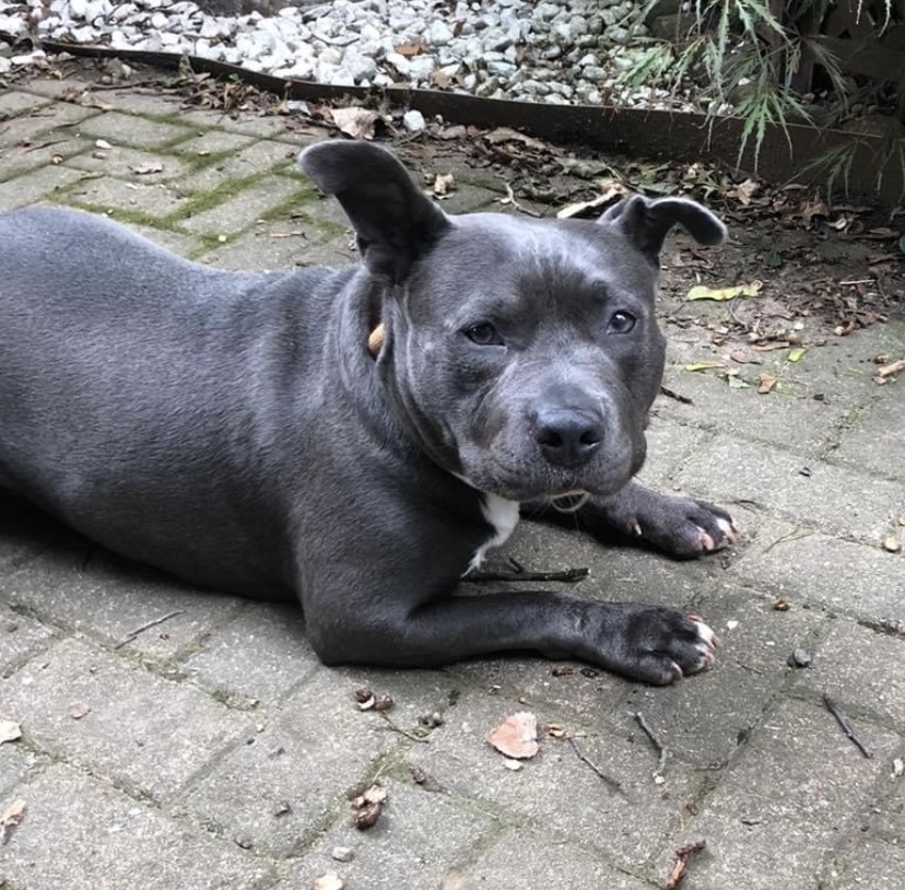 Enlarge Rufus, a Adoptable American Staffordshire Terrier in Rochester, NY image 1/5