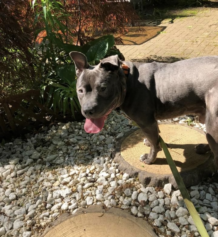 Enlarge Rufus, a Adoptable American Staffordshire Terrier in Rochester, NY image 3/5