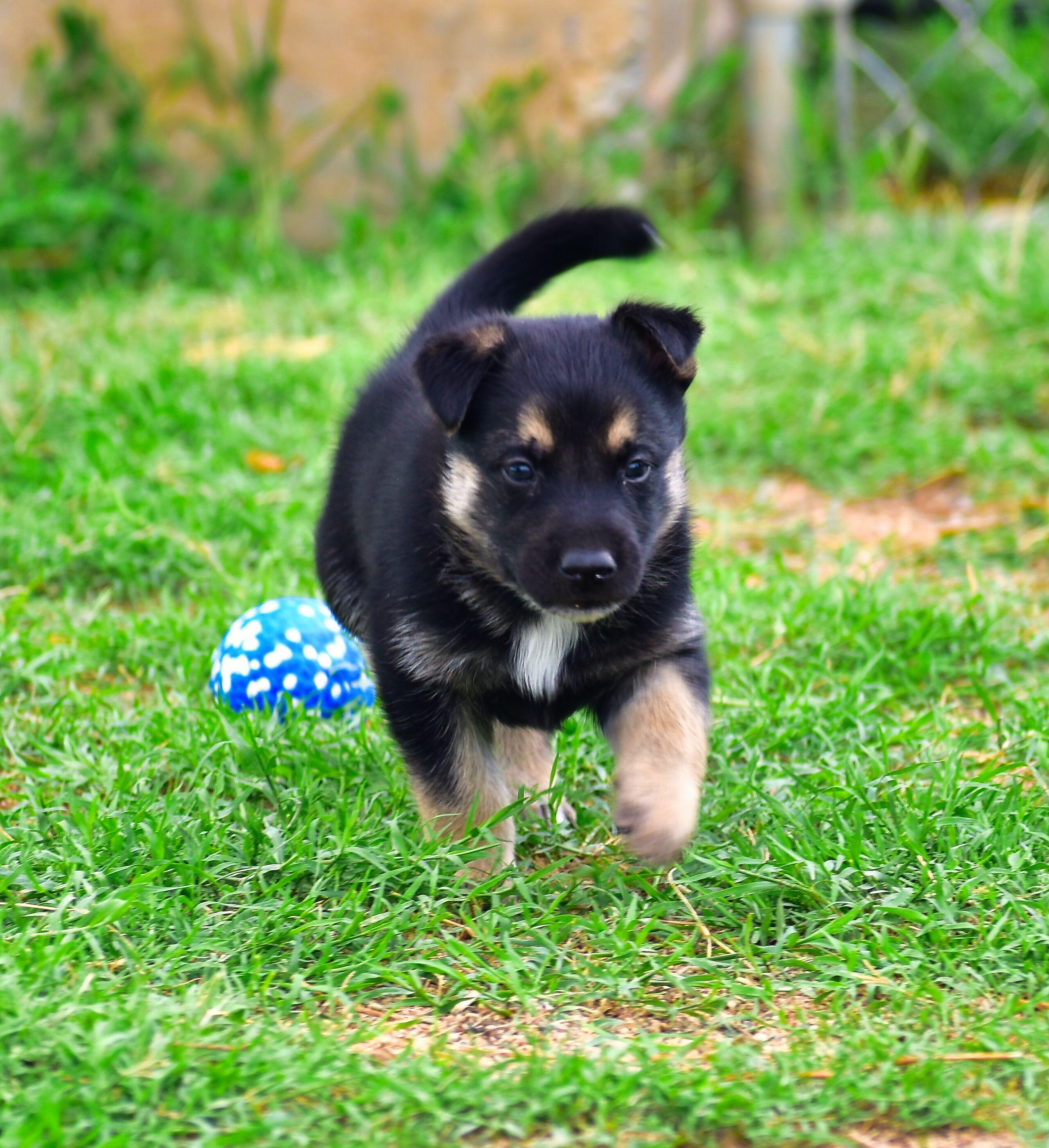 Enlarge Winchester, a Adoptable Mixed Breed in Mayer, AZ image 2/2