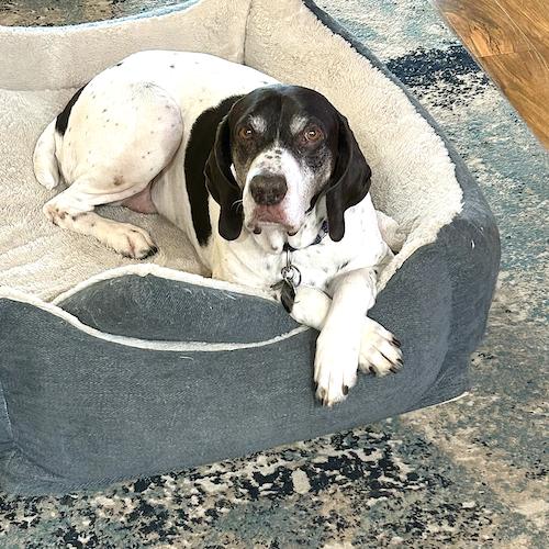Enlarge Gerald, a Adoptable German Shorthaired Pointer in Menlo Park, CA image 1/3