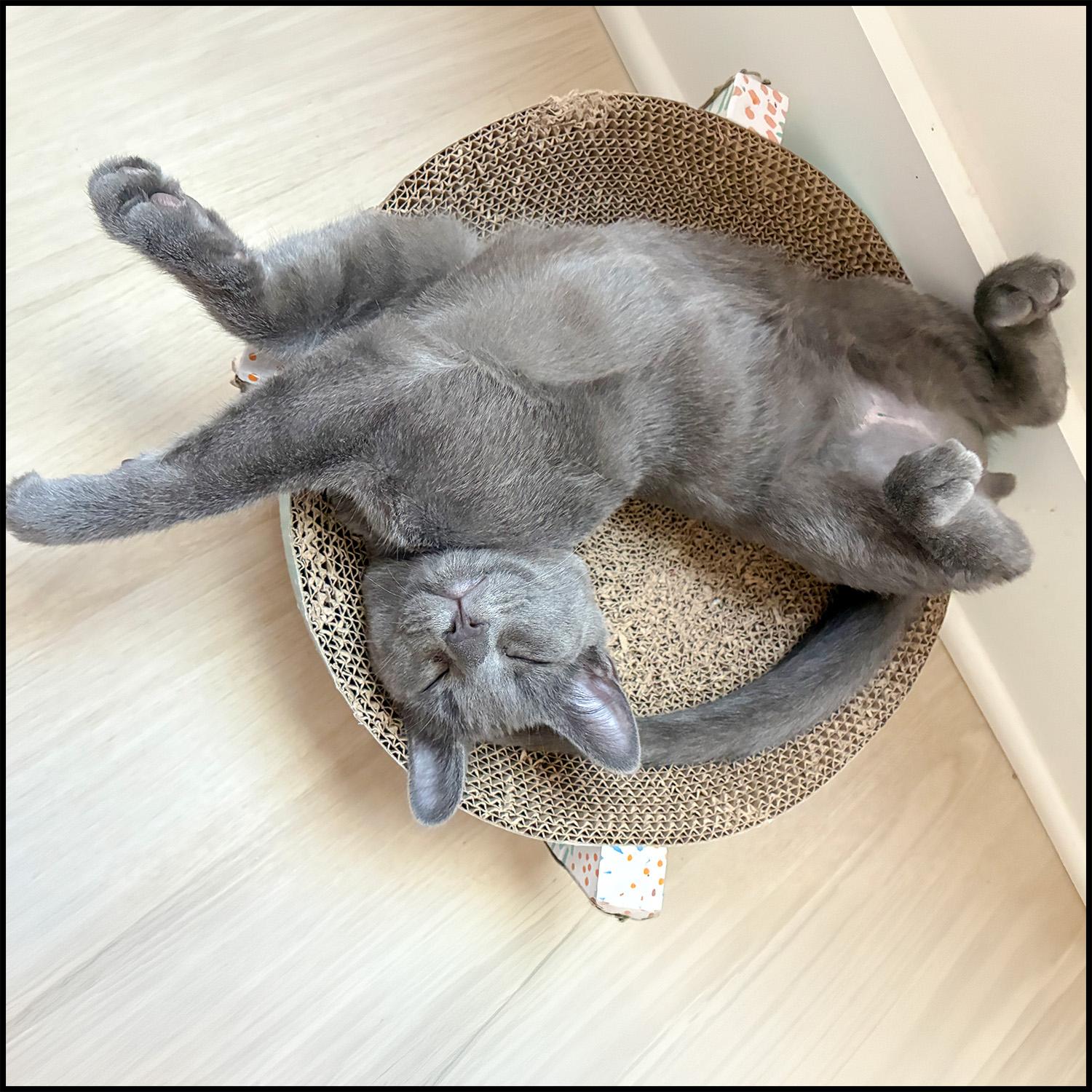 Enlarge Chevy, an adoptable Domestic Short Hair in Roswell, GA image 3/5