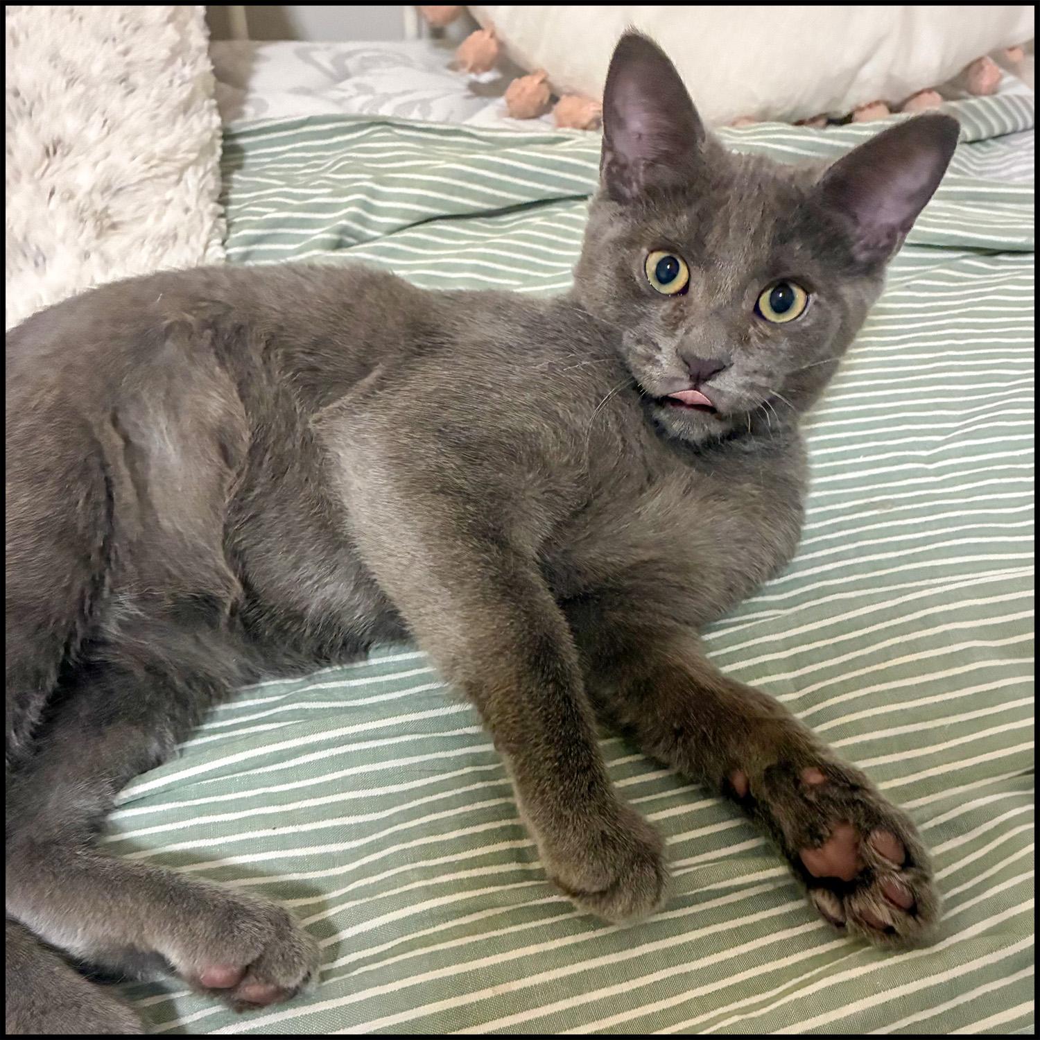 Enlarge Chevy, an adoptable Domestic Short Hair in Roswell, GA image 2/5