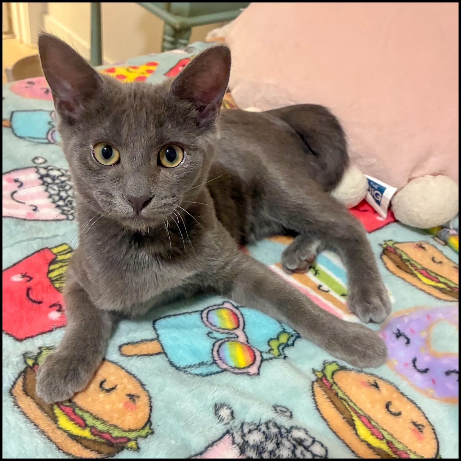 Enlarge Chevy, an adoptable Domestic Short Hair in Roswell, GA image 5/5