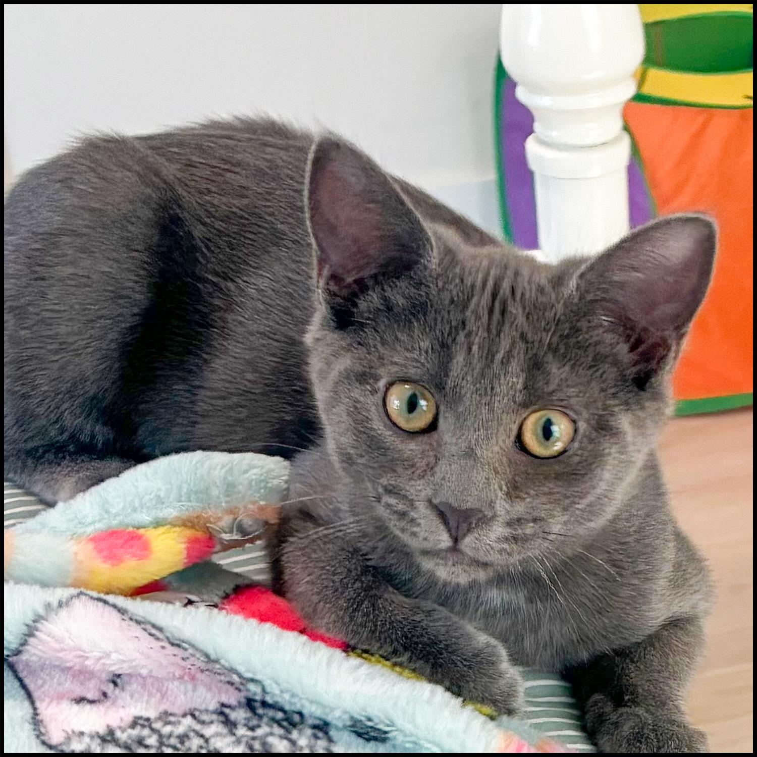 Enlarge Chevy, an adoptable Domestic Short Hair in Roswell, GA image 1/5