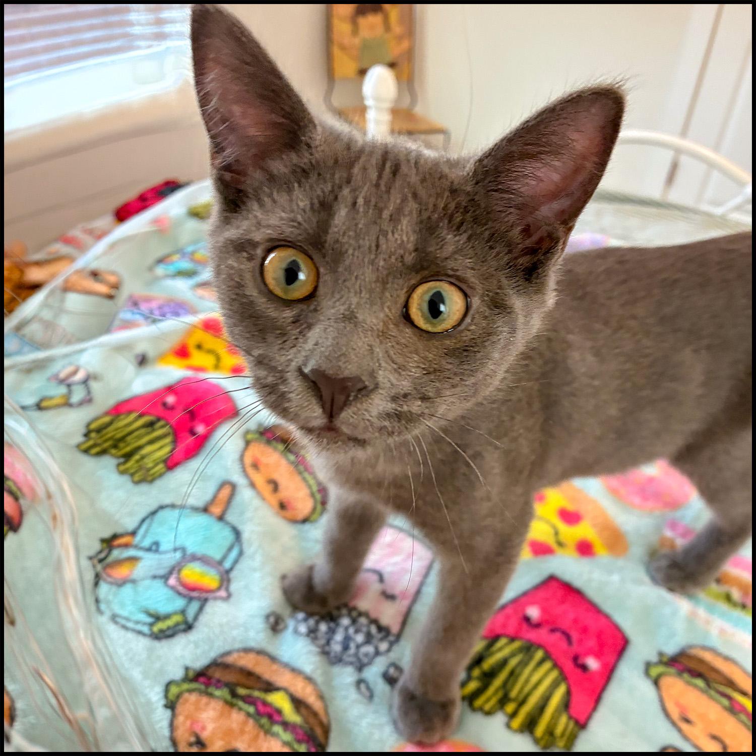 Enlarge Chevy, an adoptable Domestic Short Hair in Roswell, GA image 4/5