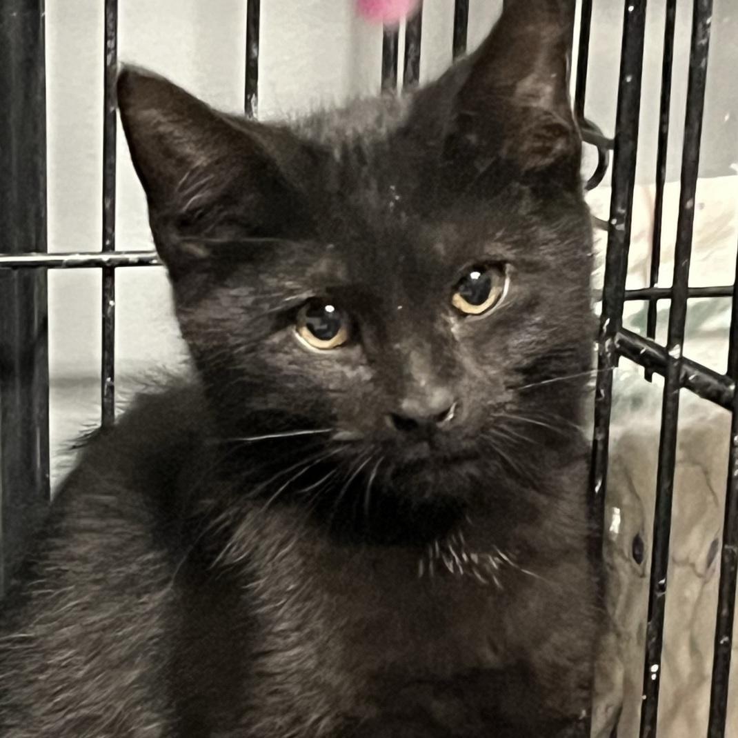 Enlarge Mouser, a Adopted Domestic Short Hair in Brighton, MI image 2/6