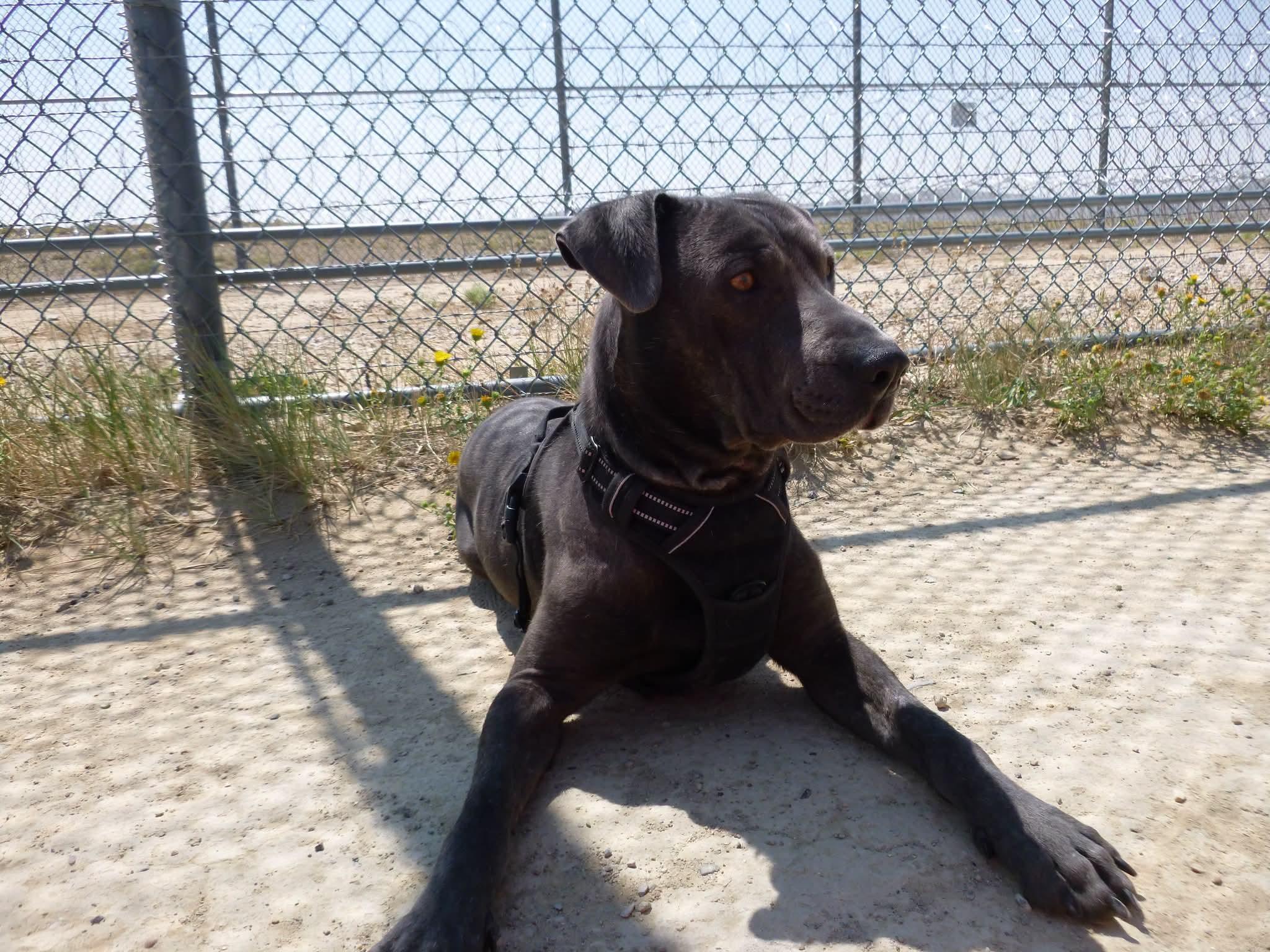 Enzo CAGED TO SAVED GRADUATES AUGUST 19TH, a ADOPTABLE mixed breed in Rawlins, WY image 2/2