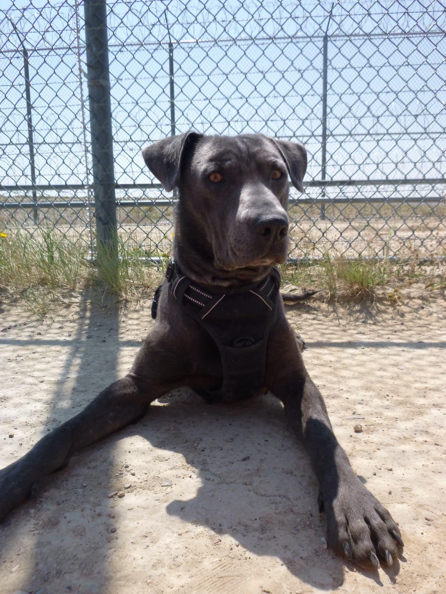 Enzo CAGED TO SAVED GRADUATES AUGUST 19TH, ADOPTABLE, Young Male Labrador Retriever.