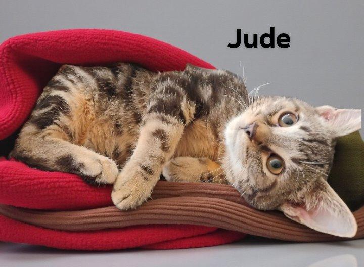 Enlarge Jude, an adopted mixed breed in Lakeland, FL image 1/1