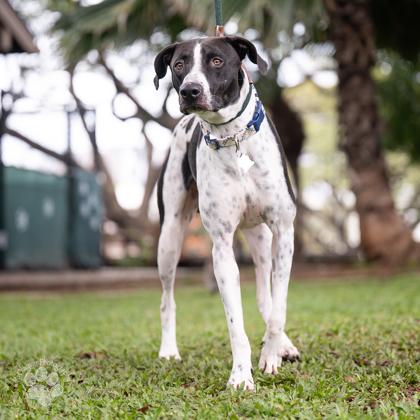 Max, Adoptable, Adult Male Hound & Rhodesian Ridgeback.