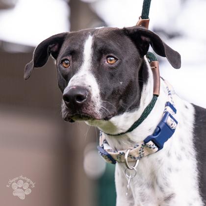 Max, a Adoptable mixed breed in Honolulu, HI image 2/3