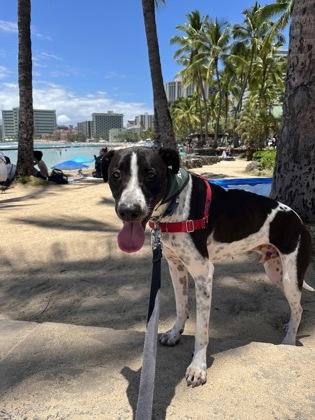 Max, a Adoptable mixed breed in Honolulu, HI image 3/3