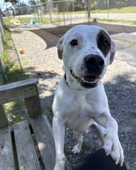 Austin, ADOPTABLE, Adult Male Pit Bull Terrier.