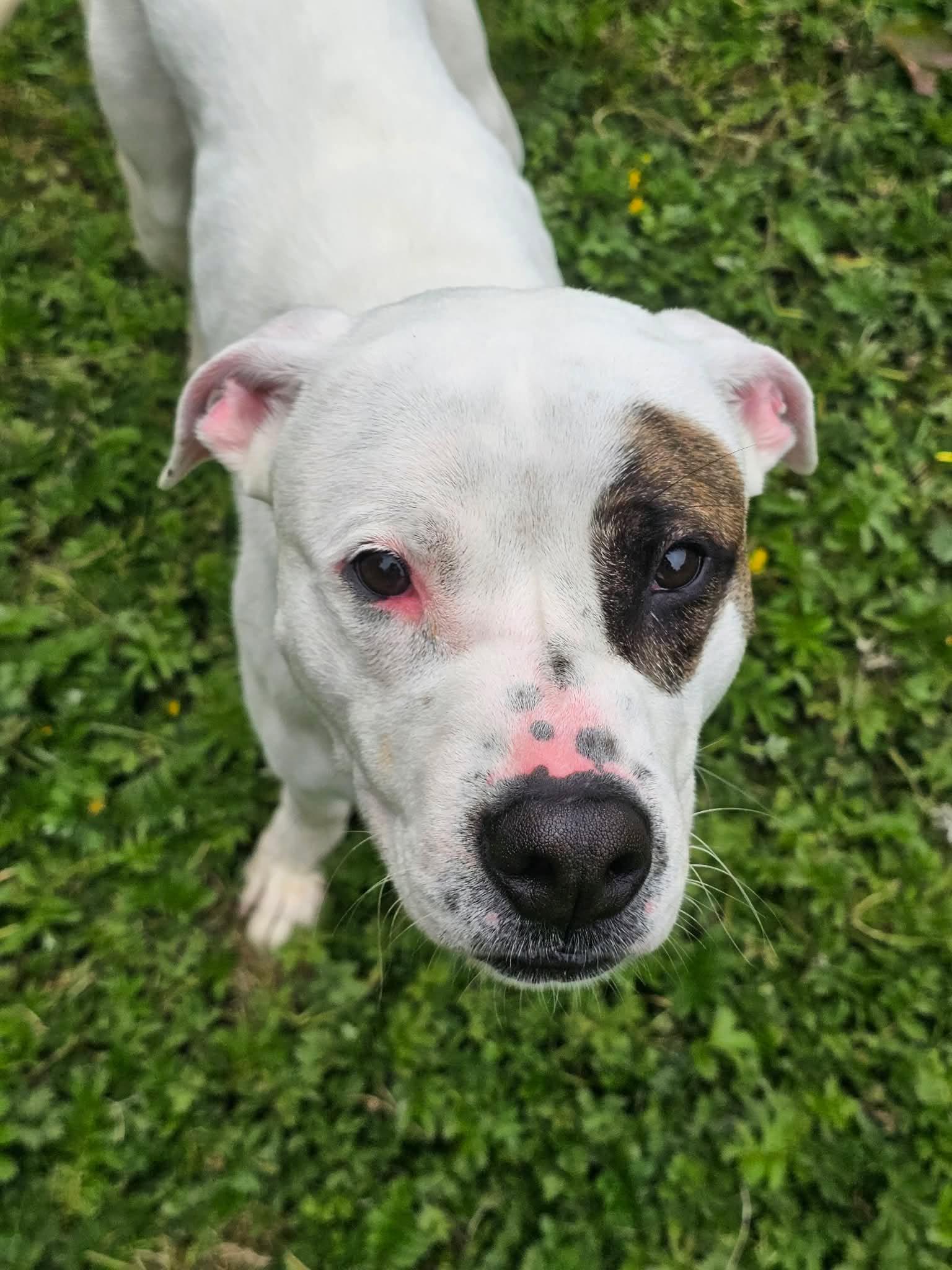 Austin, a ADOPTABLE mixed breed in Crescent city, CA image 2/6