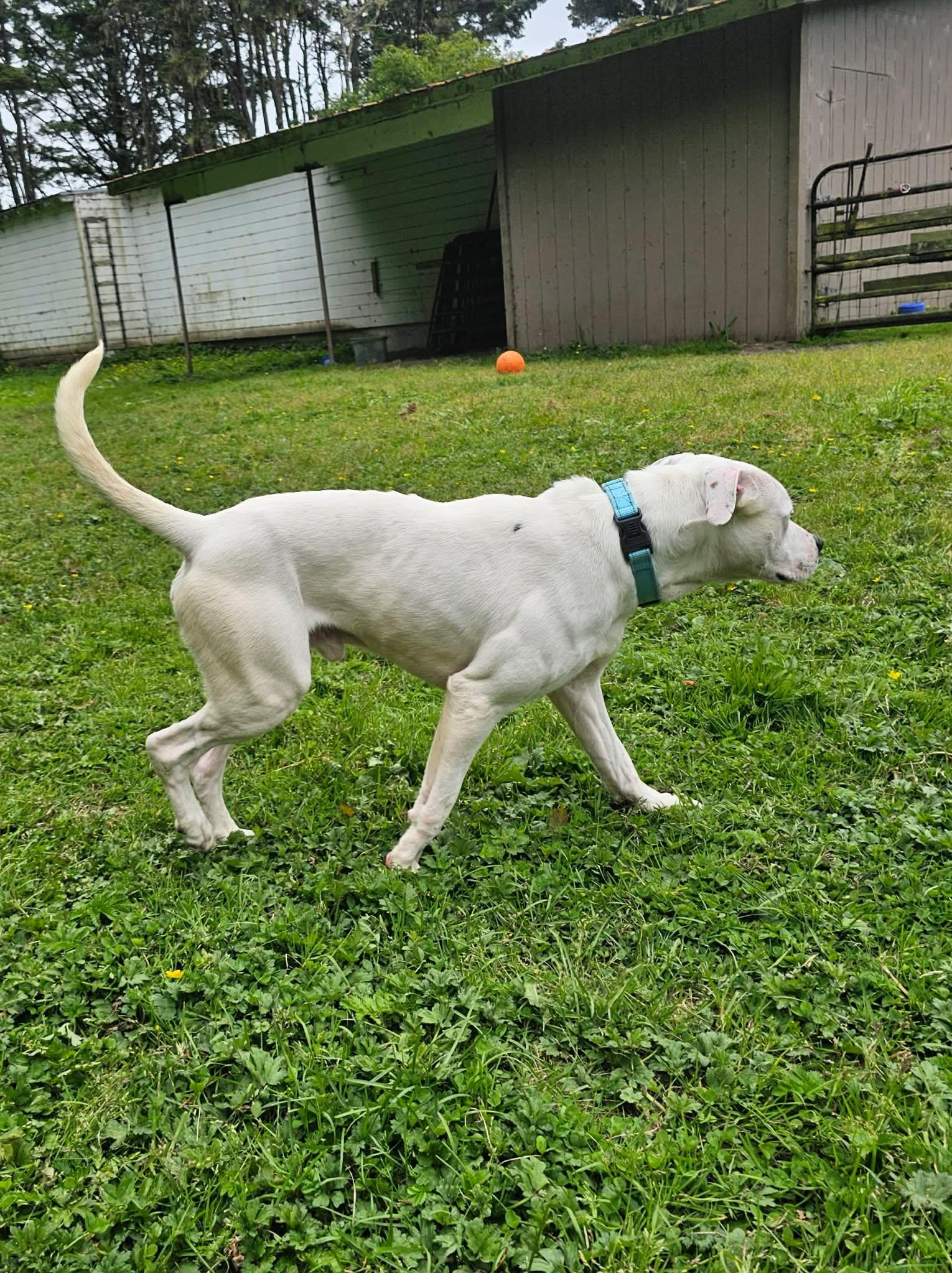 Austin, a ADOPTABLE mixed breed in Crescent city, CA image 3/6