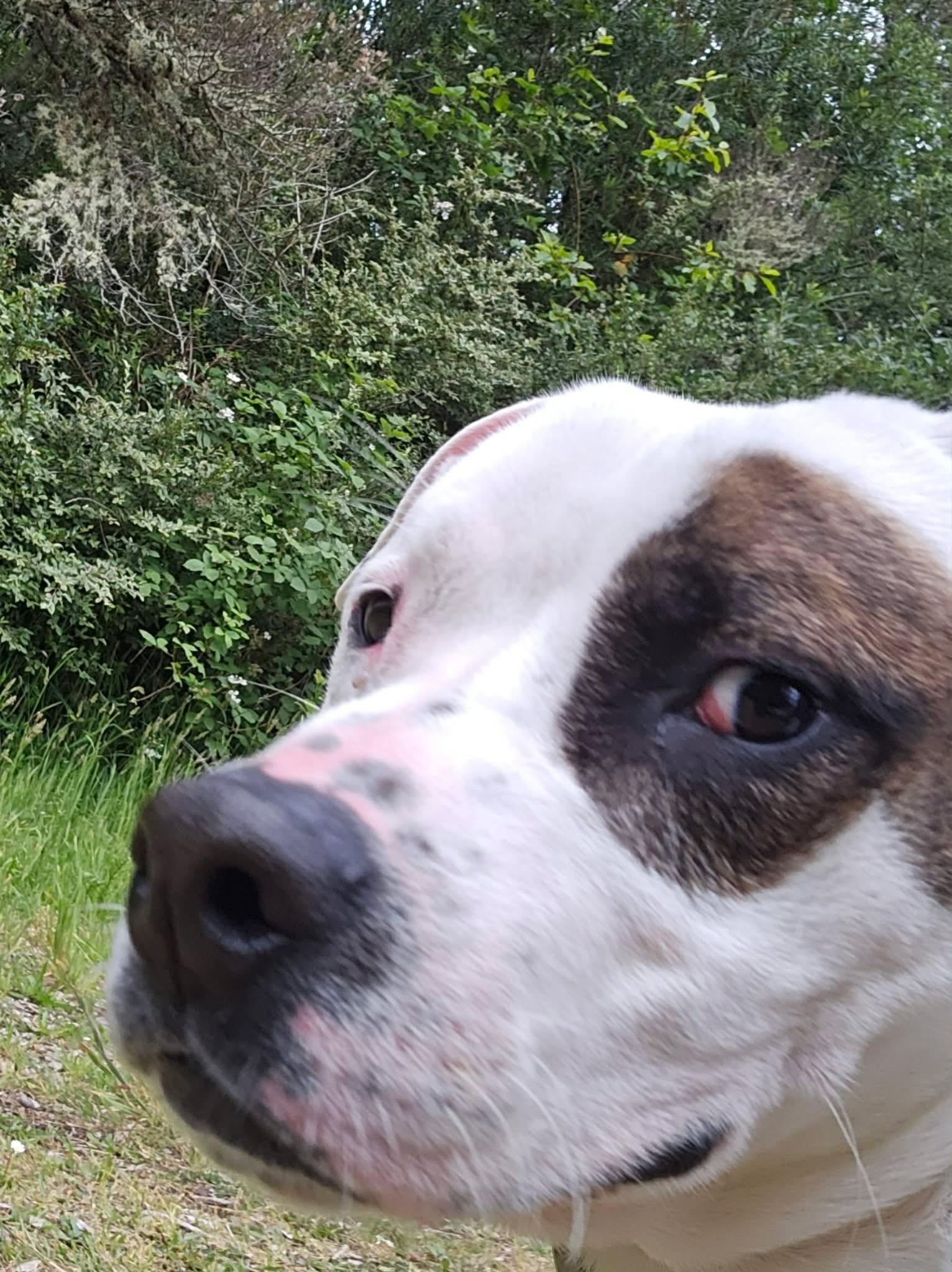 Austin, a ADOPTABLE mixed breed in Crescent city, CA image 4/6