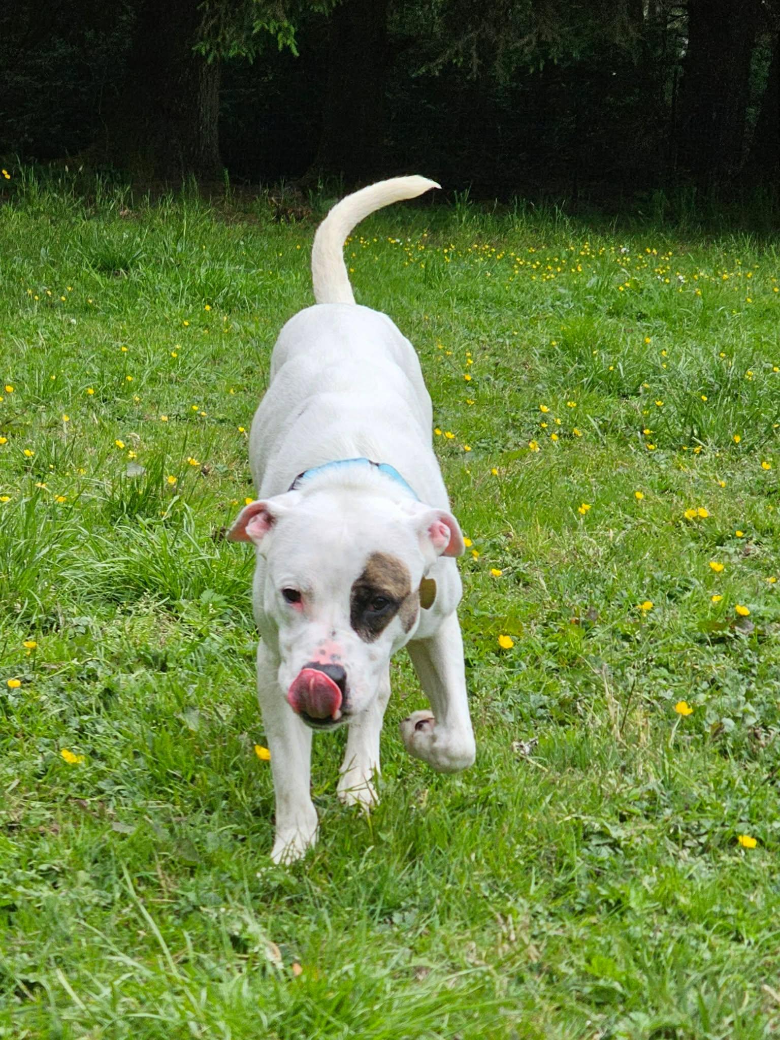 Austin, a ADOPTABLE mixed breed in Crescent city, CA image 6/6