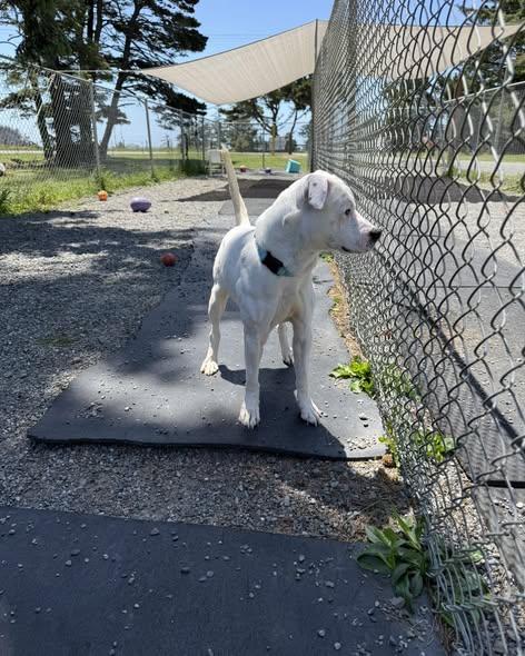 Austin, a ADOPTABLE mixed breed in Crescent city, CA image 5/6