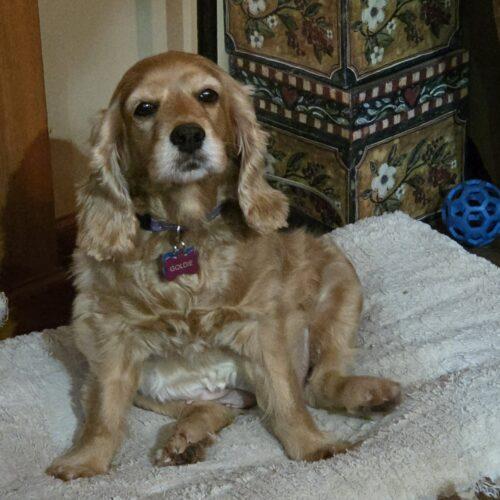 Goldie M 25096, Adoptable, Adult Female Cocker Spaniel.