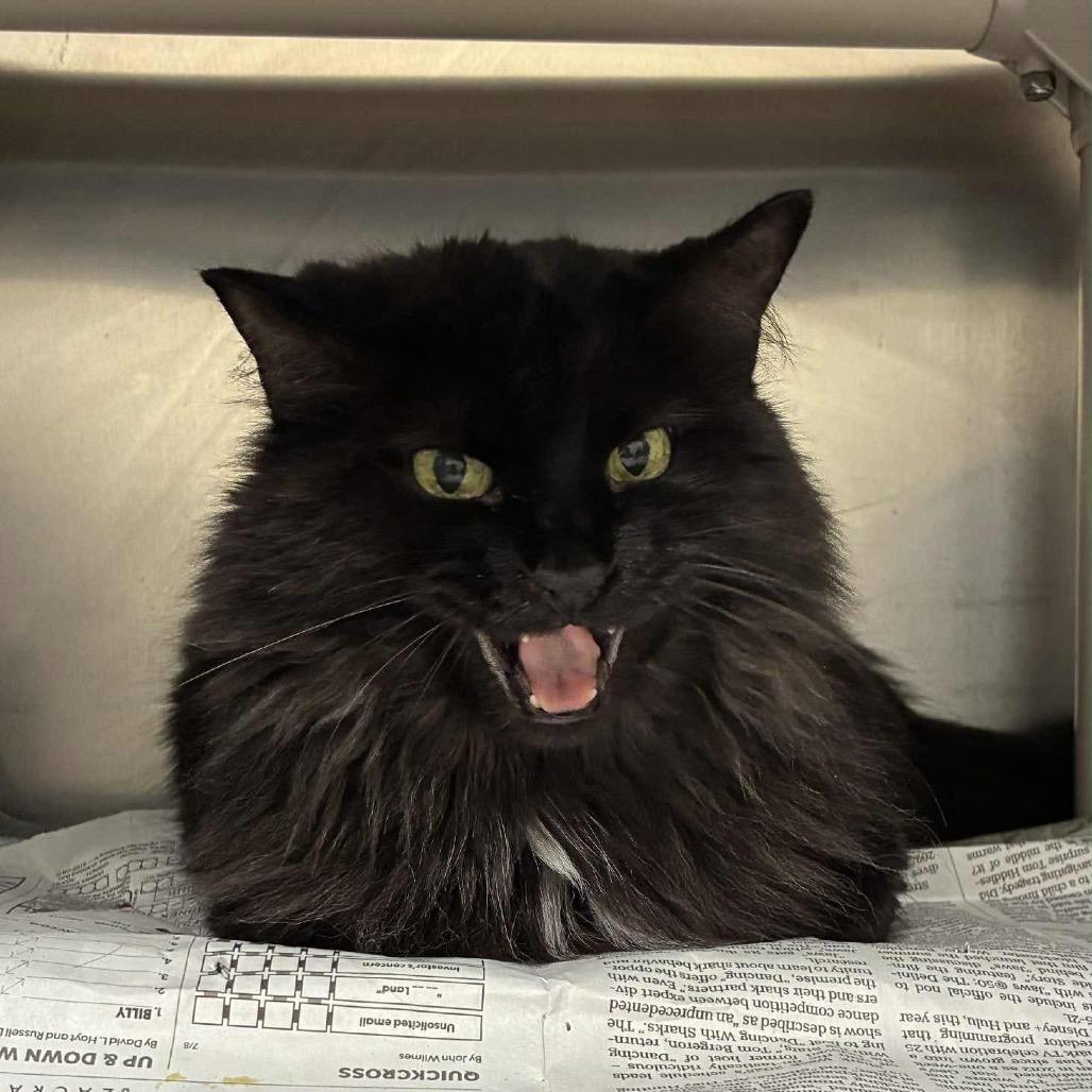 Enlarge Missy aka Miss Kitty, a Adoptable Domestic Long Hair in West Plains, MO image 1/3