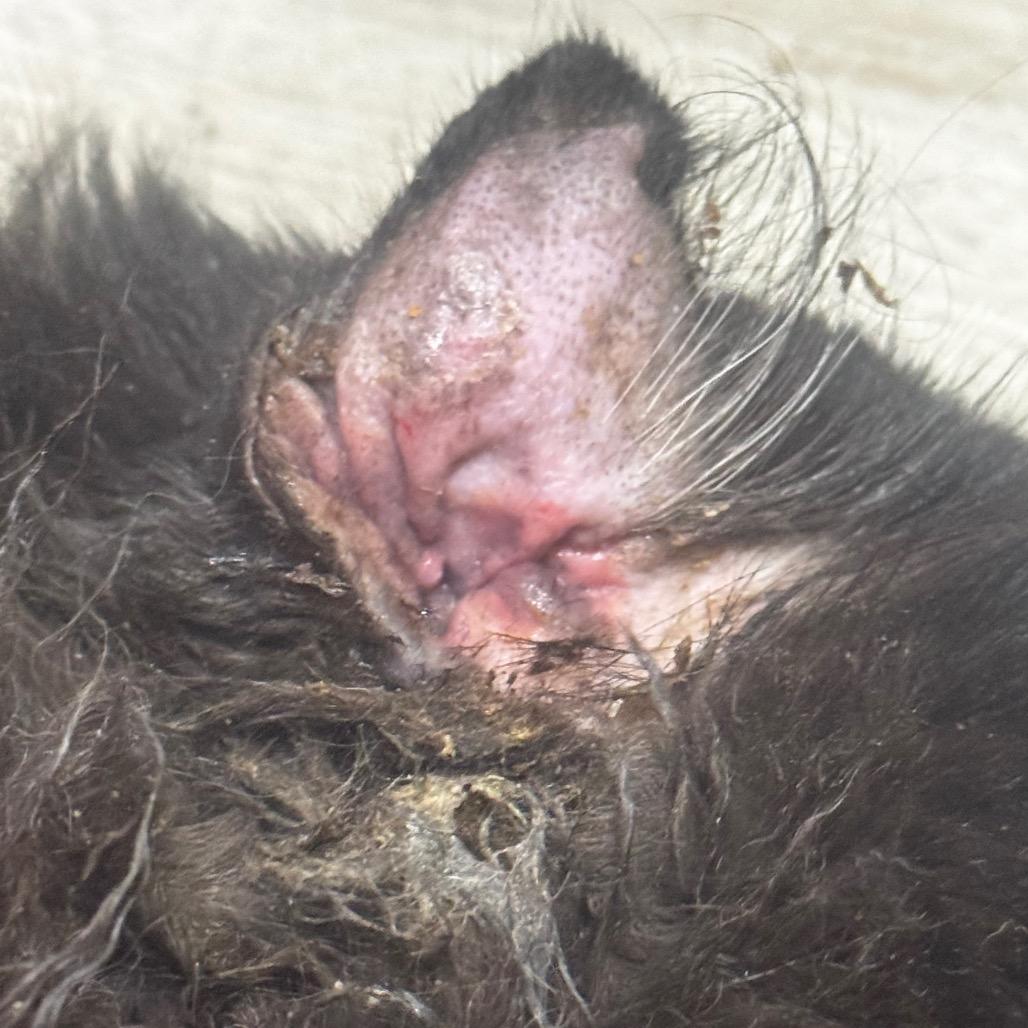 Enlarge Missy aka Miss Kitty, a Adoptable Domestic Long Hair in West Plains, MO image 2/3