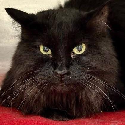 Enlarge Missy aka Miss Kitty, a Adoptable Domestic Long Hair in West Plains, MO image 3/3