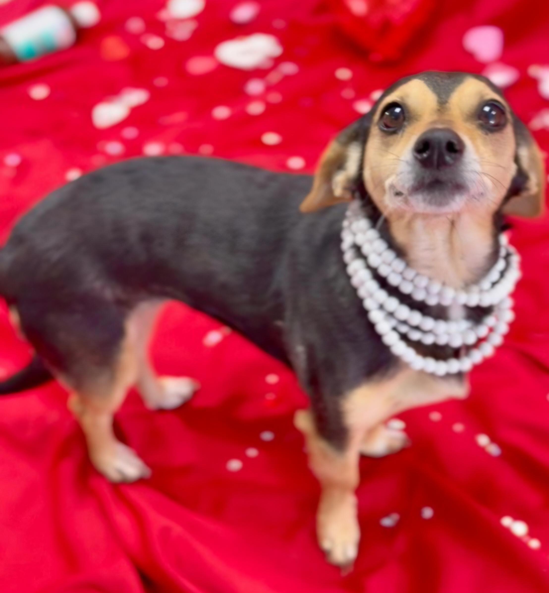 Harlow, adopted, Adult Female Dachshund & Chihuahua.