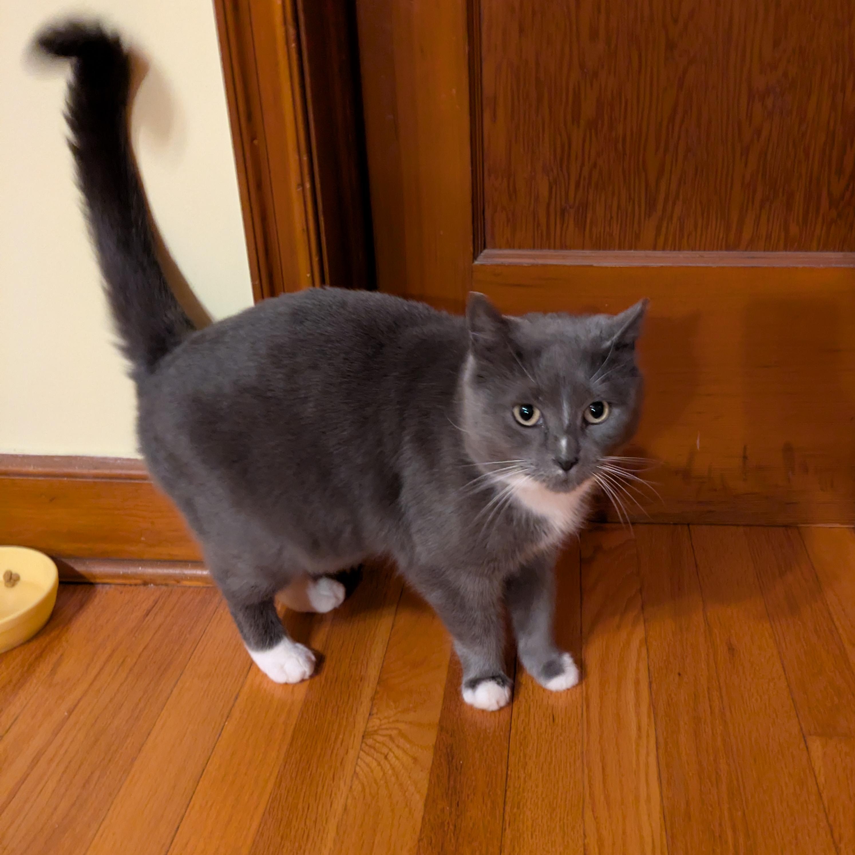 Gigi — thumbnail 2