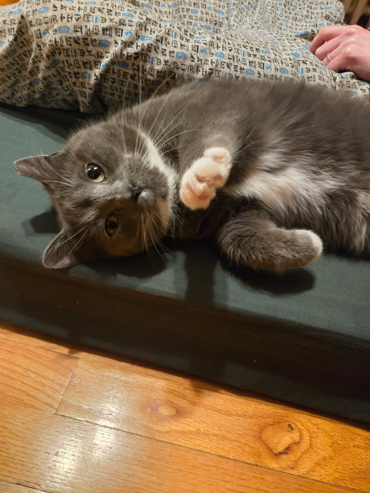 Gigi — thumbnail 3