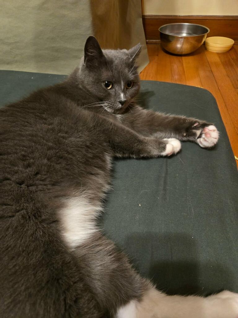 Gigi — thumbnail 4