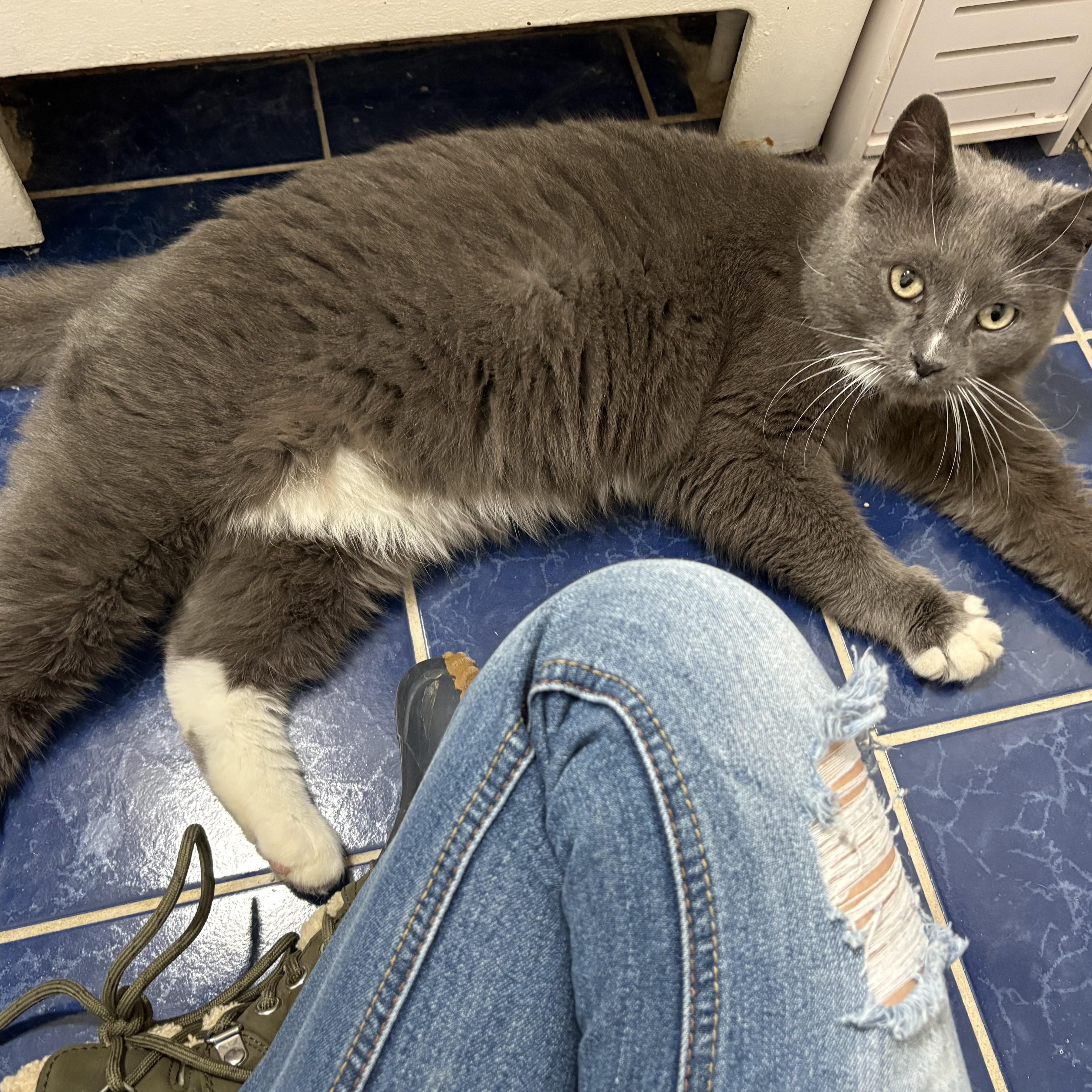 Gigi — thumbnail 5