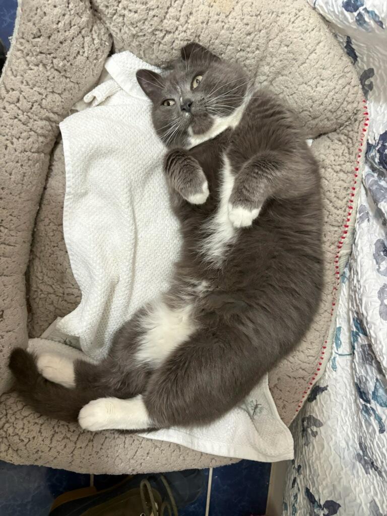 Gigi — thumbnail 6