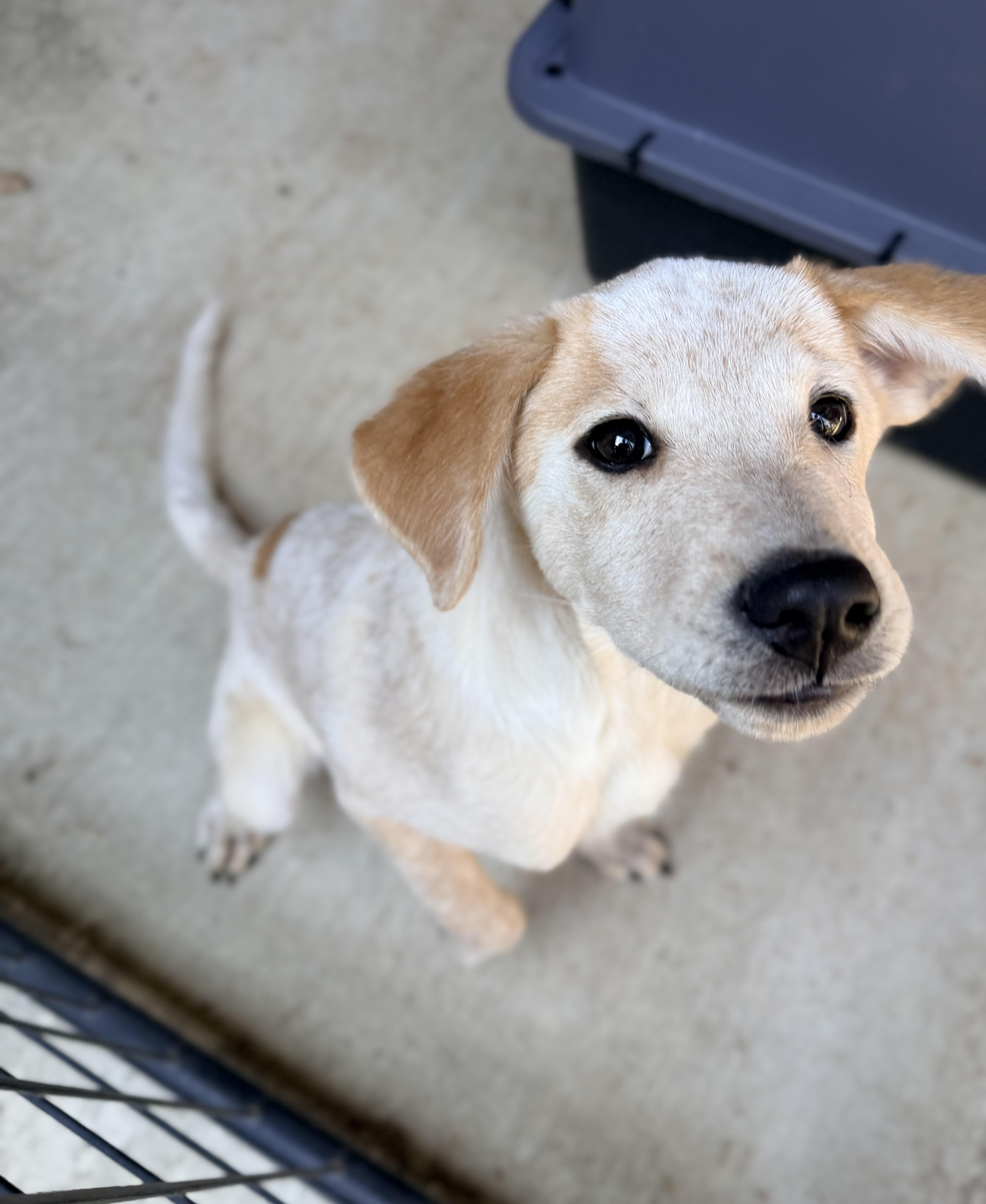Enlarge Winslet, a Adopted mixed breed in Beavercreek, OR image 1/6