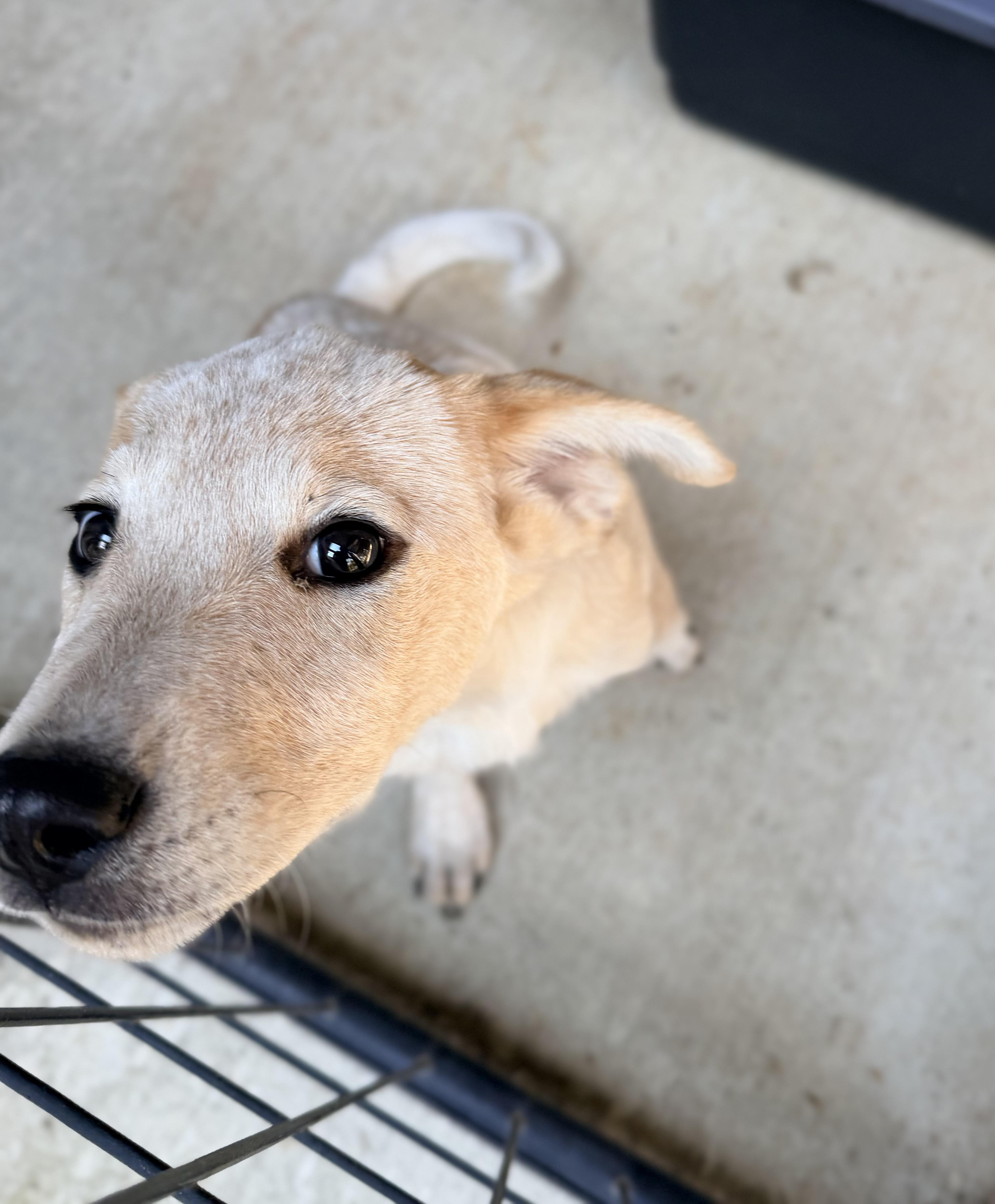 Enlarge Winslet, a Adopted mixed breed in Beavercreek, OR image 2/6