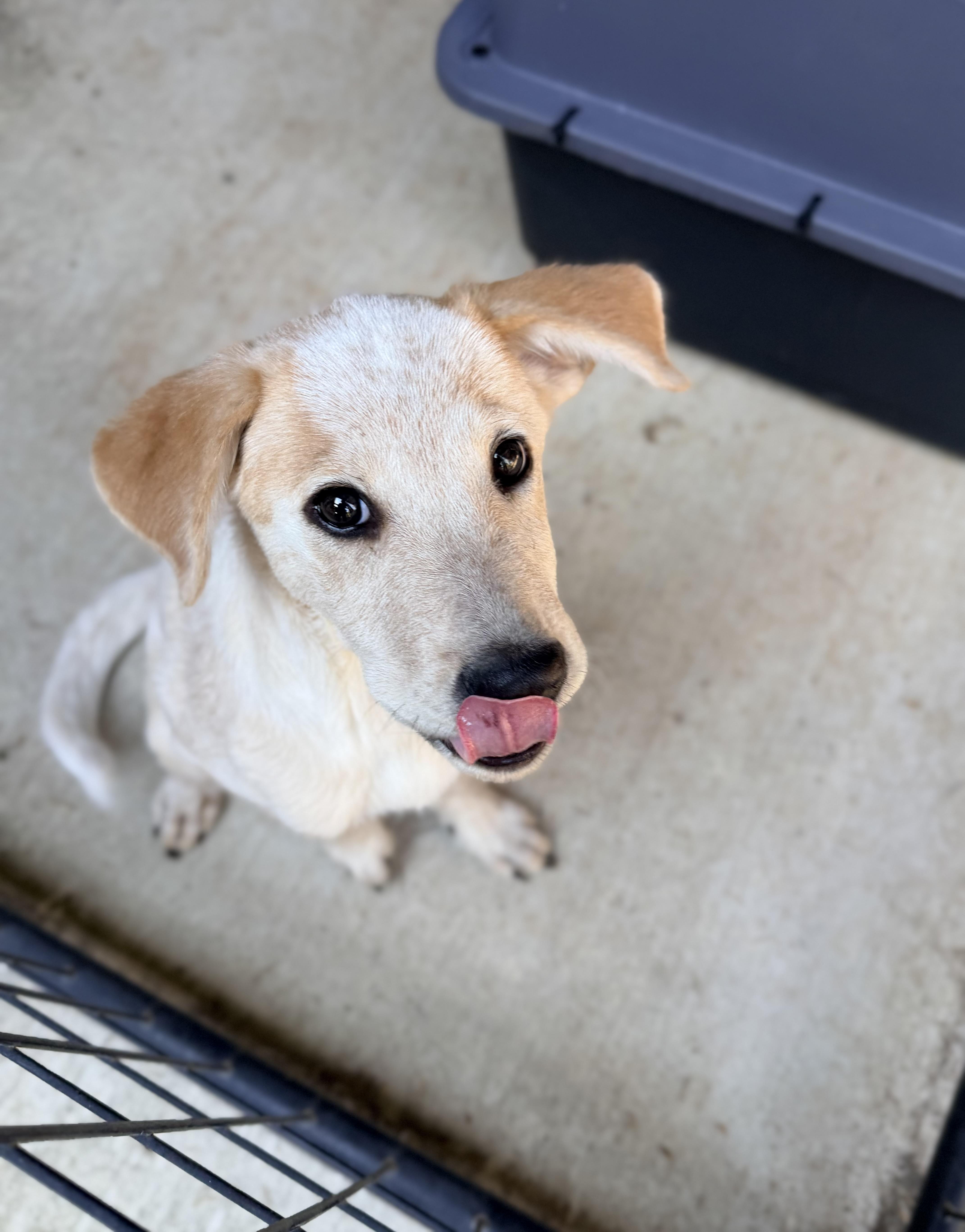 Enlarge Winslet, a Adopted mixed breed in Beavercreek, OR image 3/6