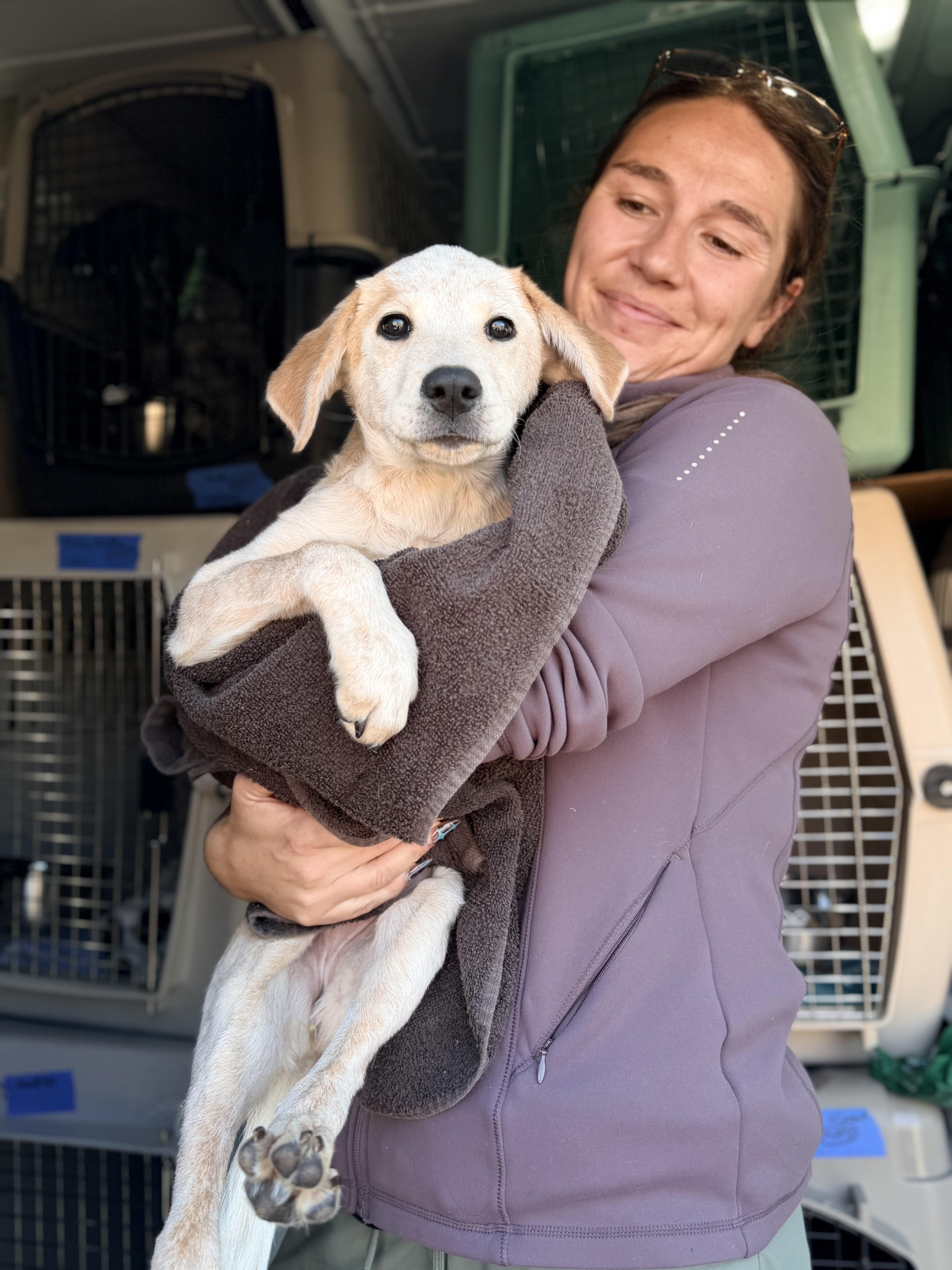 Enlarge Winslet, a Adopted mixed breed in Beavercreek, OR image 4/6