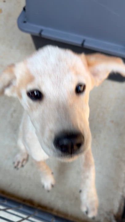 Enlarge Winslet, a Adopted mixed breed in Beavercreek, OR video 5/6