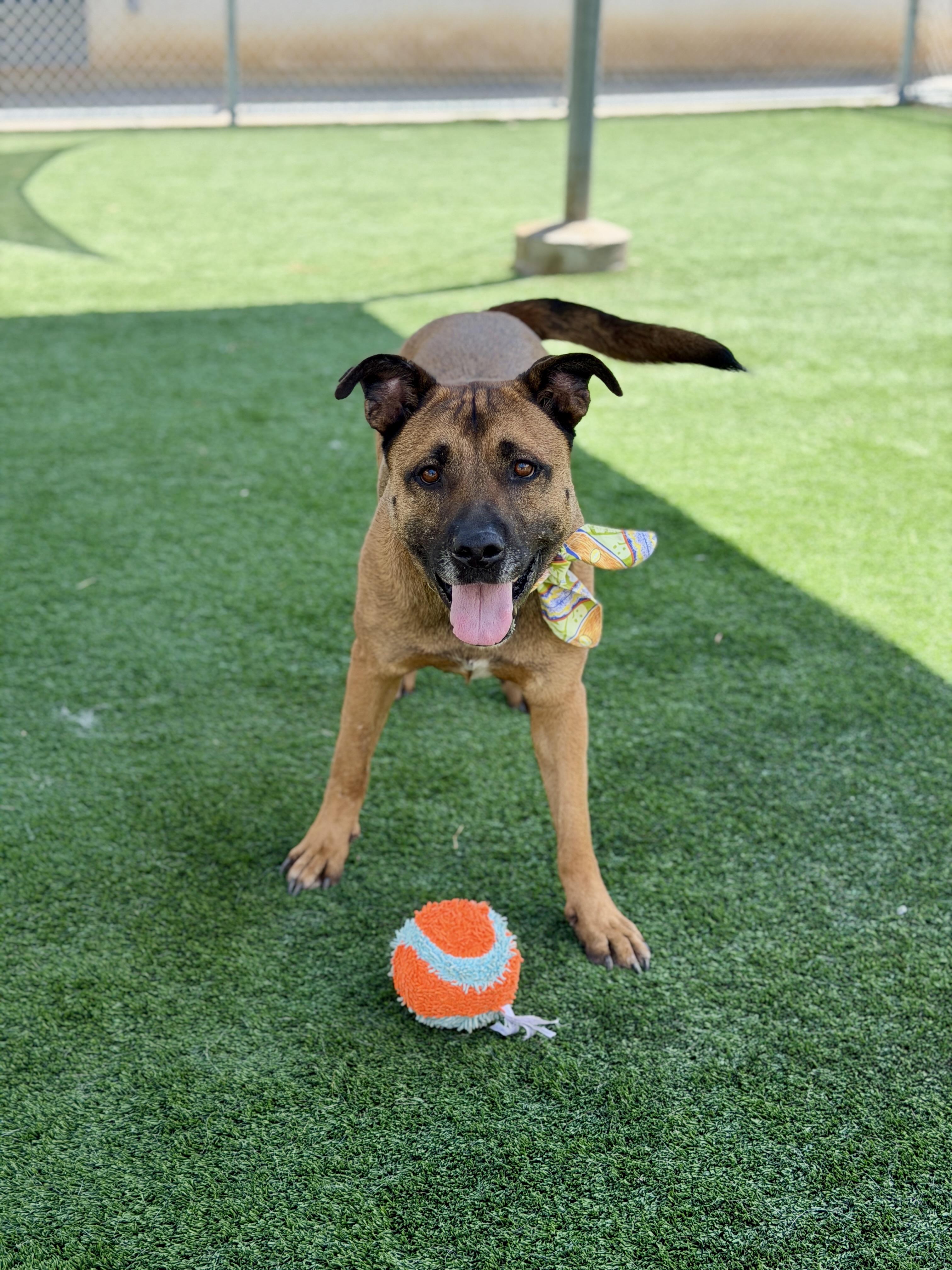 Enlarge Smokey / SOS, a Adopted mixed breed in Rancho Palos Verdes, CA image 3/6