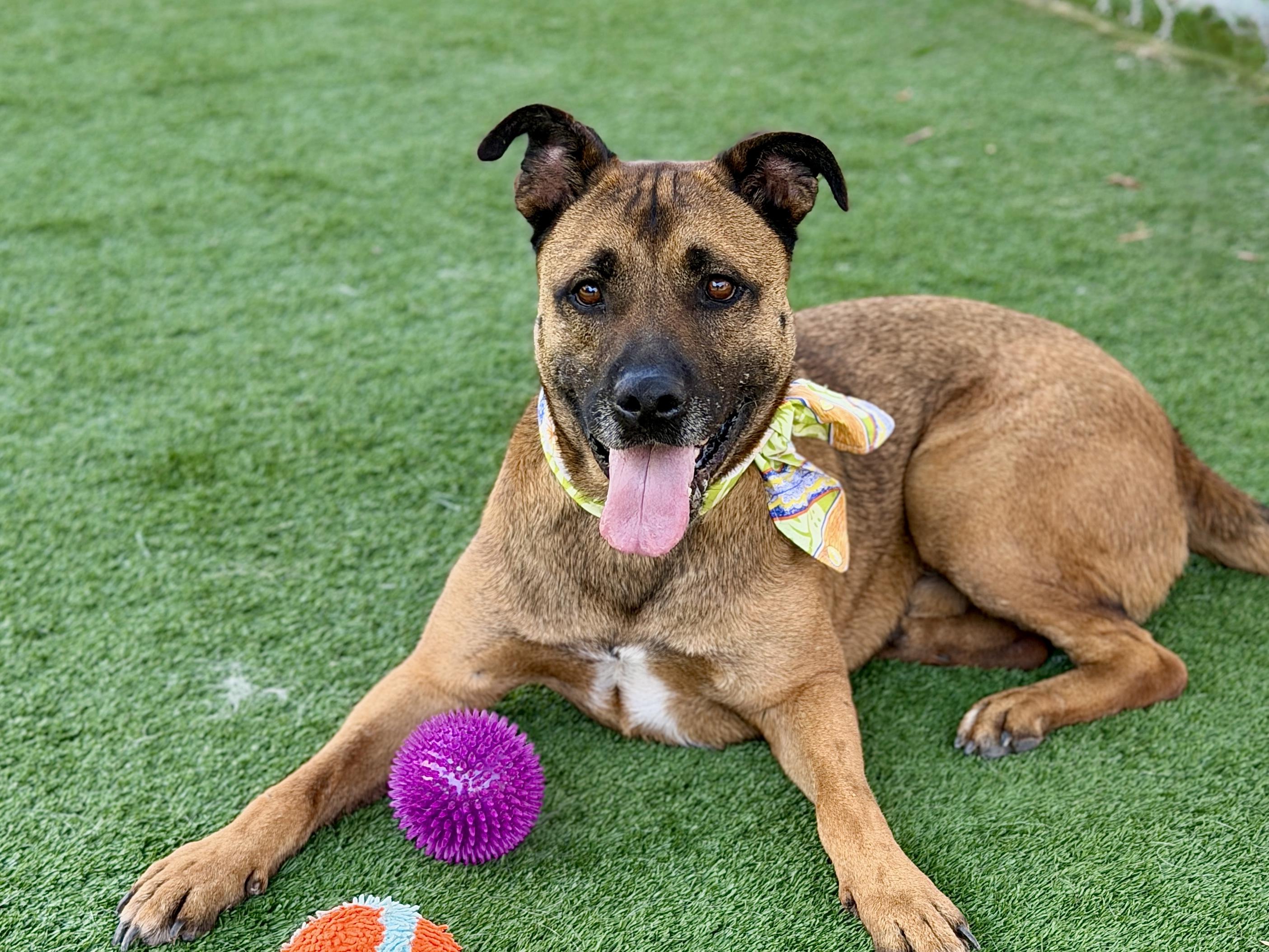 Enlarge Smokey / SOS, a Adopted mixed breed in Rancho Palos Verdes, CA image 6/6