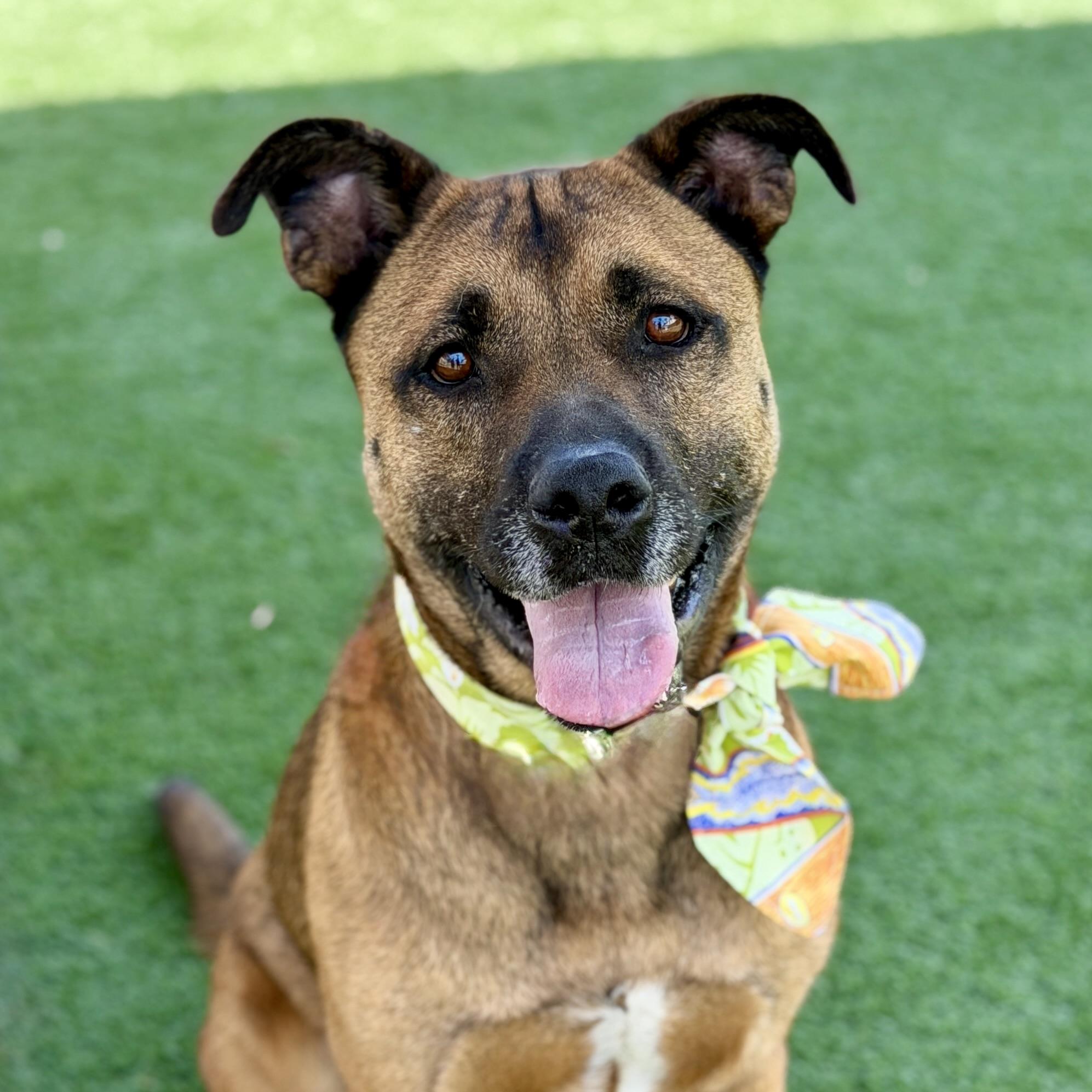 Enlarge Smokey / SOS, a Adopted mixed breed in Rancho Palos Verdes, CA image 1/6