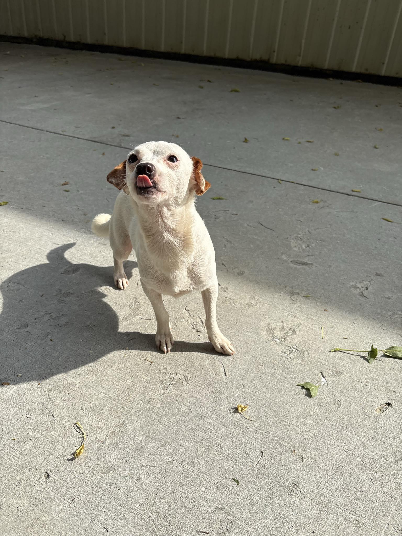 Snowball