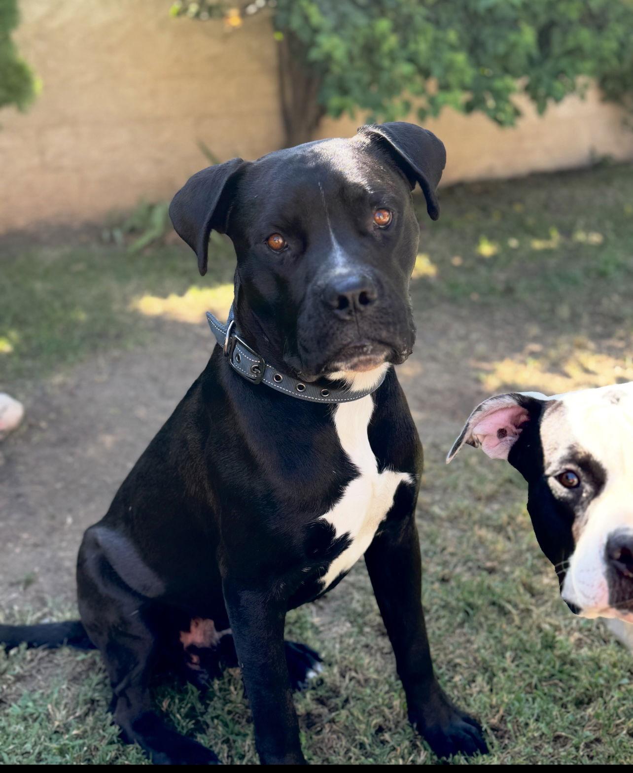 Enlarge Fred, a Adoptable mixed breed in San Bernardino, CA image 1/3