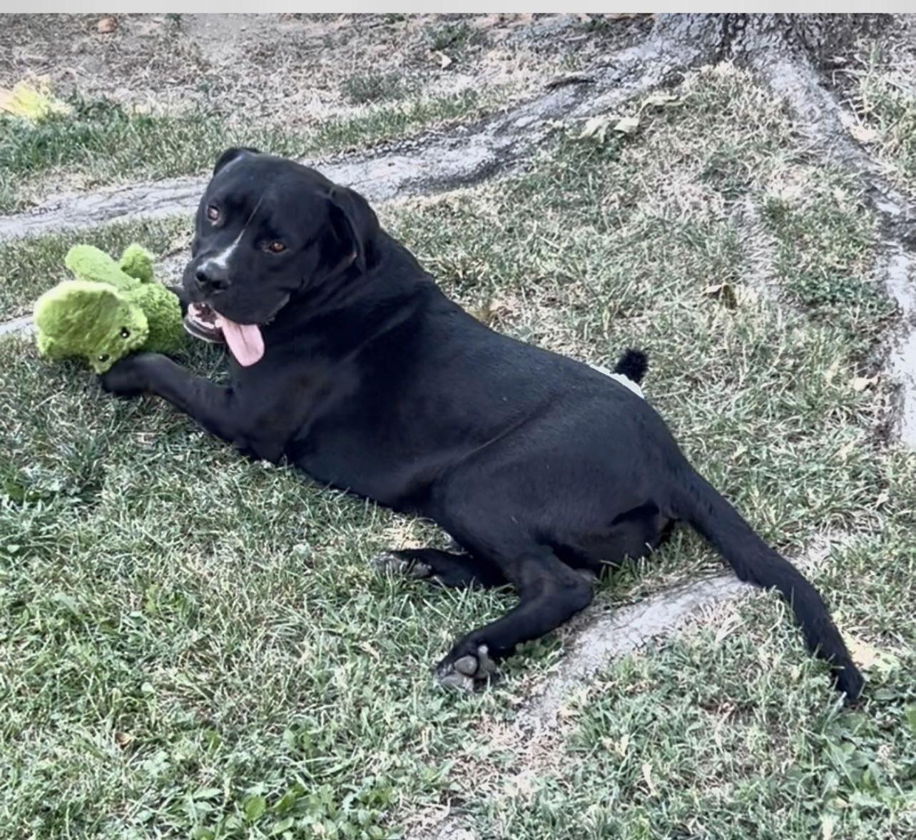 Enlarge Fred, a Adoptable mixed breed in San Bernardino, CA image 2/3