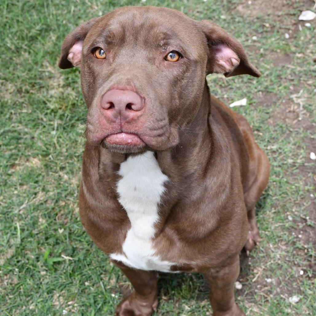 Enlarge Maddox, a Adoptable Chesapeake Bay Retriever in Beaumont, TX image 1/6