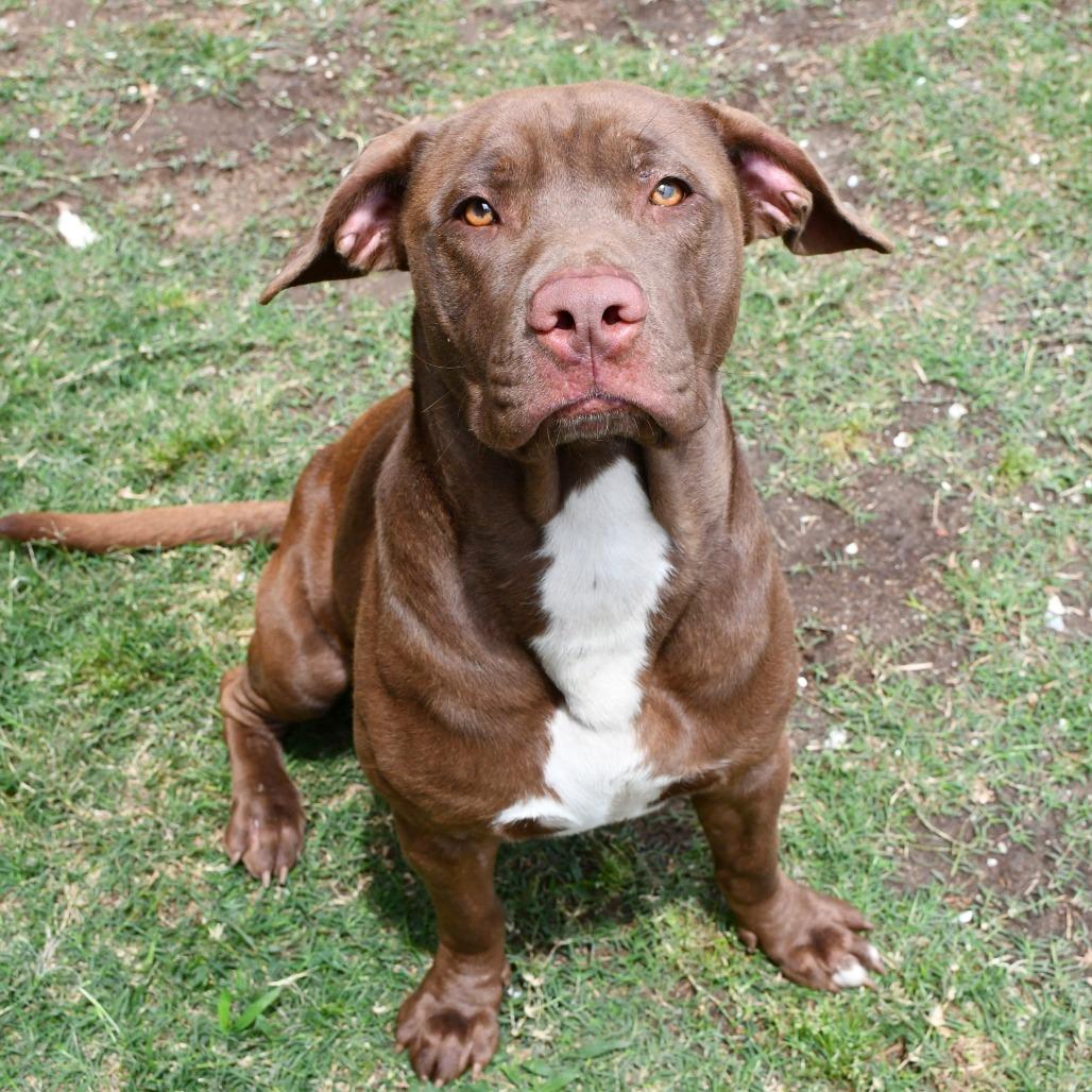 Enlarge Maddox, a Adoptable Chesapeake Bay Retriever in Beaumont, TX image 2/6