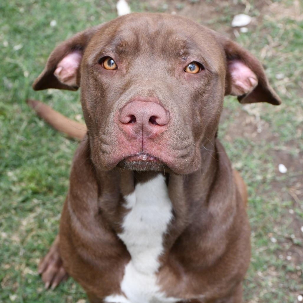 Enlarge Maddox, a Adoptable Chesapeake Bay Retriever in Beaumont, TX image 3/6