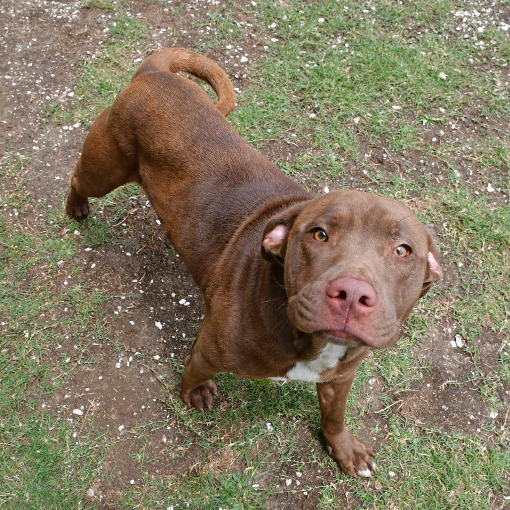 Enlarge Maddox, a Adoptable Chesapeake Bay Retriever in Beaumont, TX image 4/6